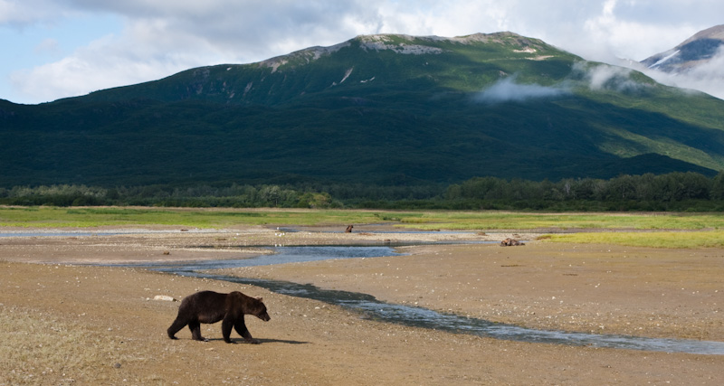 Grizzly Bear And Kejuik Mountains